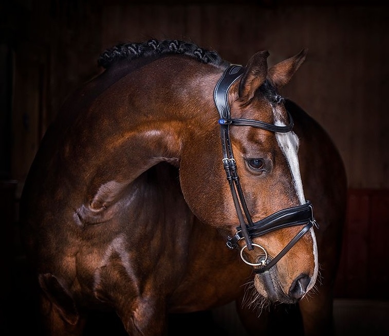 Dressage Tack