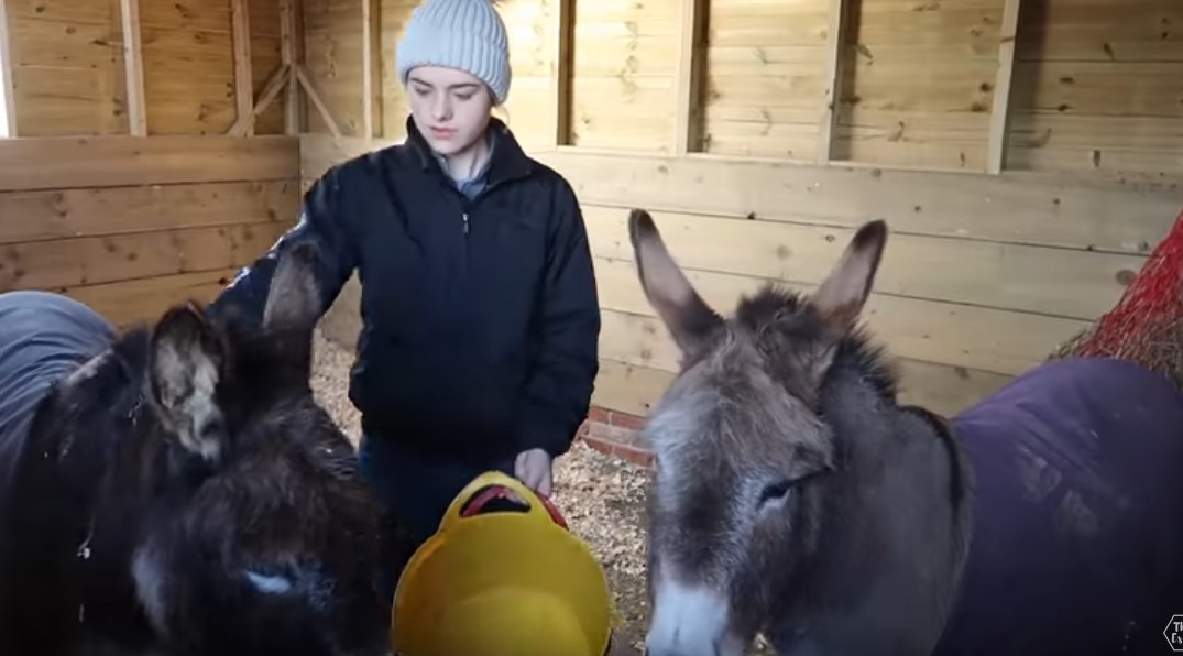 Winter Stable Morning Routine