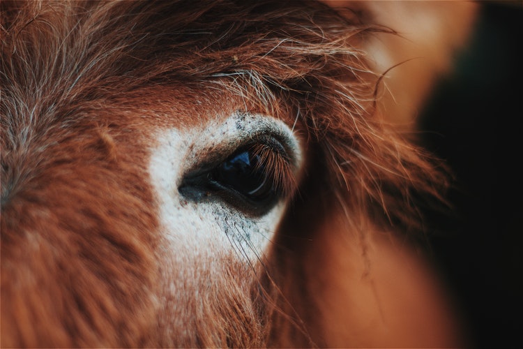 Elvenstar Horses Safe After Wildfire Evacuation