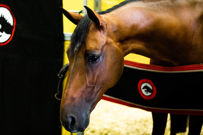 Behind The Stall Door With: Chameur 137