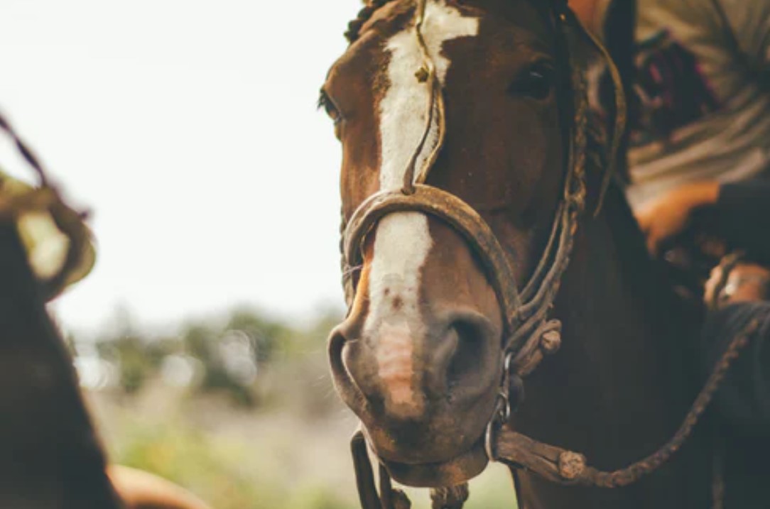 One in four horses’ bits don’t fit, research finds