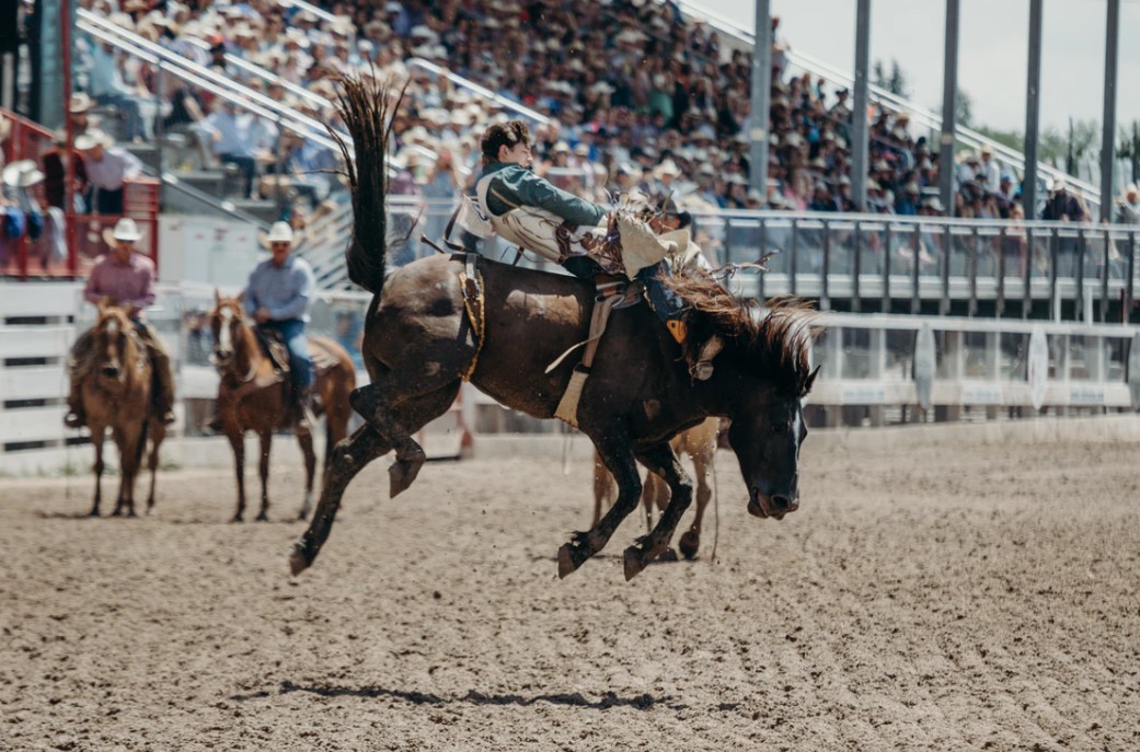 Shock Wave for Suspensory Ligament Healing