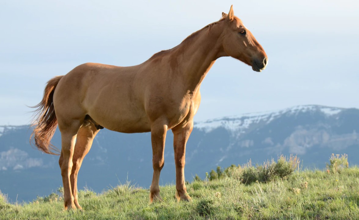 Equine Transition and Adoption Center Pilot