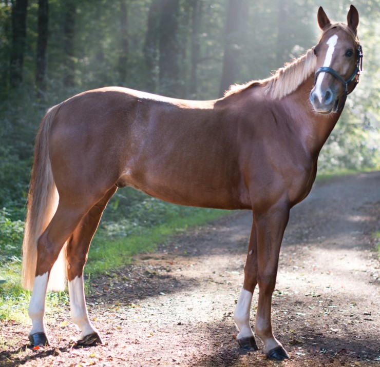 Potomac Horse Fever Map – Where Is This Disease Found?