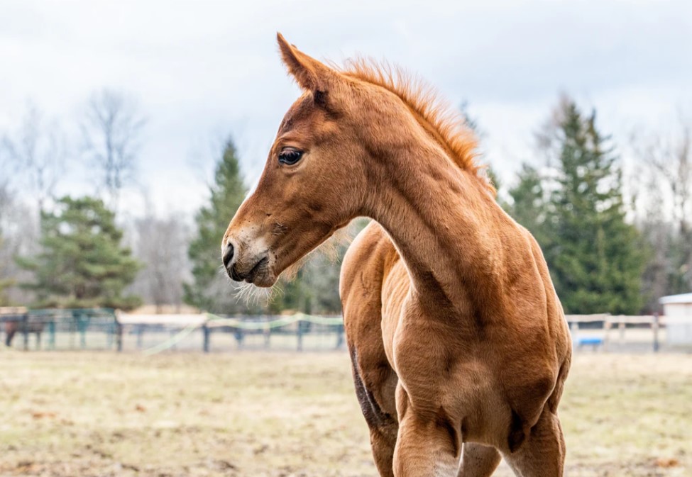 Learning from Young Horses