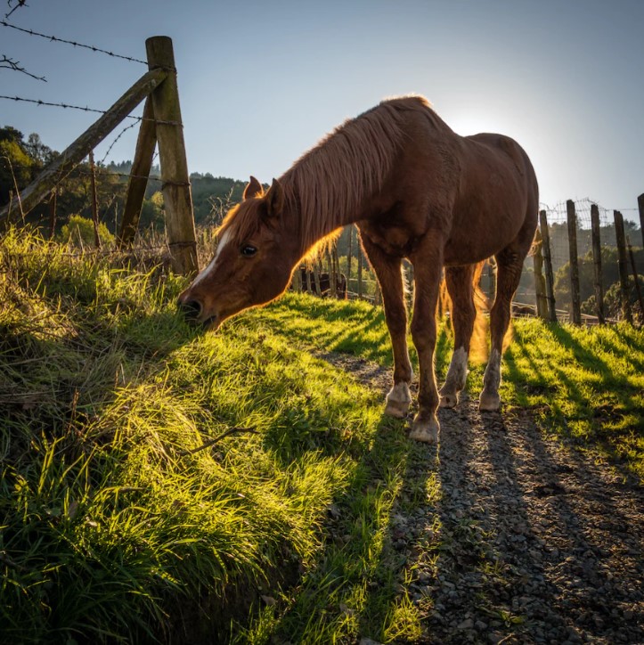 Retirement Setup Choices for Horses