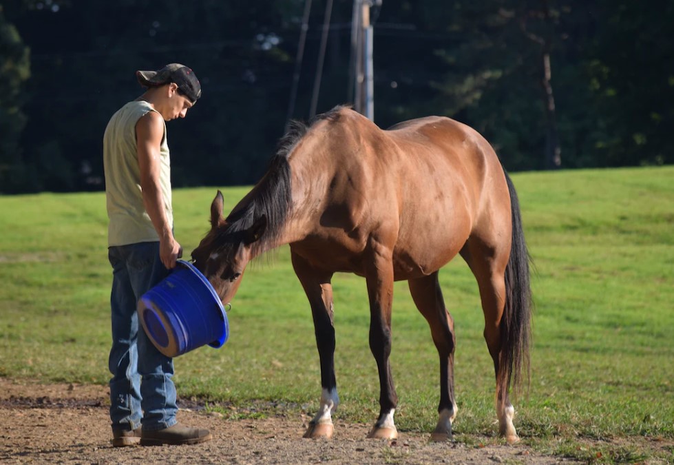 Feeding Older and Younger Horses