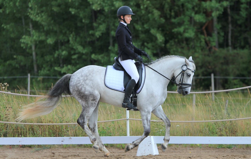 Glamourdale: the world champion dressage stallion who makes crowds gasp